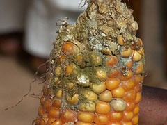 moldymaize240_0