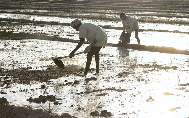 india_field