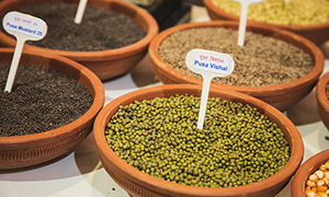 seedsweb