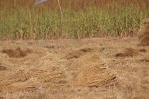 teff-eea-300x200_002