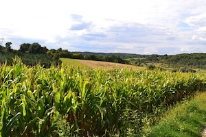 external_landscape-nature-grass-field-farm-meadow-696859-pxhere