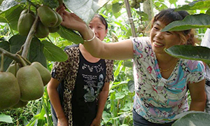300x180_crop_farming_in_sichuanchinacilo