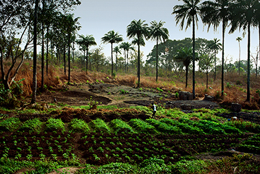 soils_380
