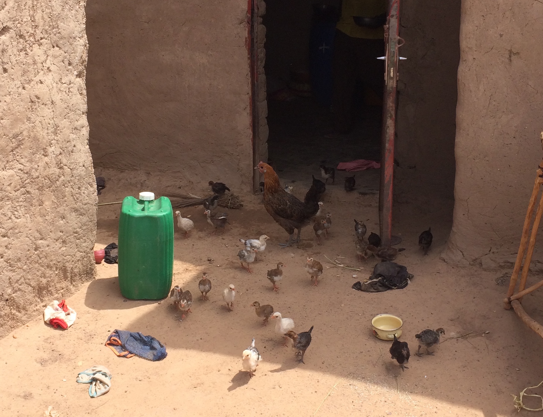 burkina_chickens2