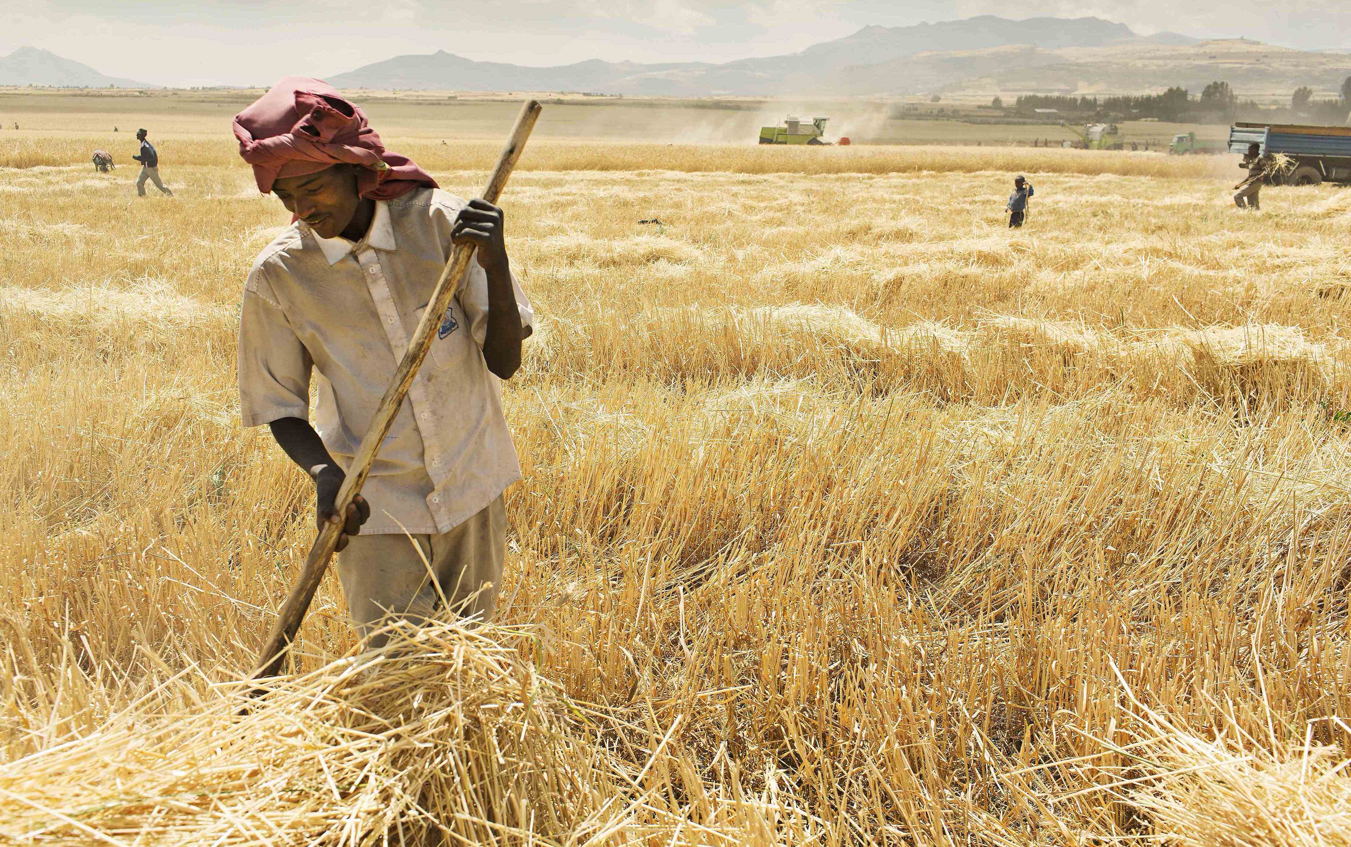 ethiopia_wheat_panos