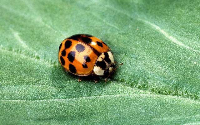 ladybug