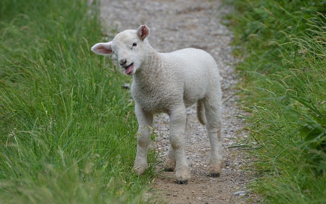 lamb