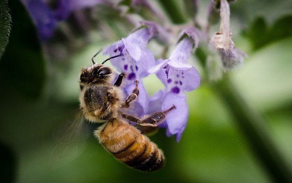 bee