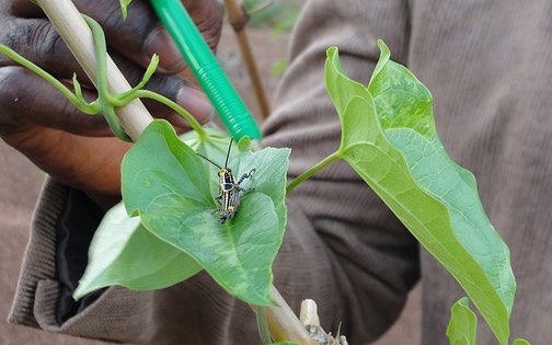 grasshopper