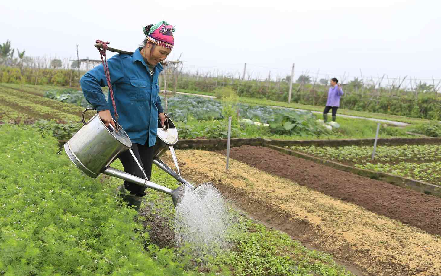 vietnam_watering