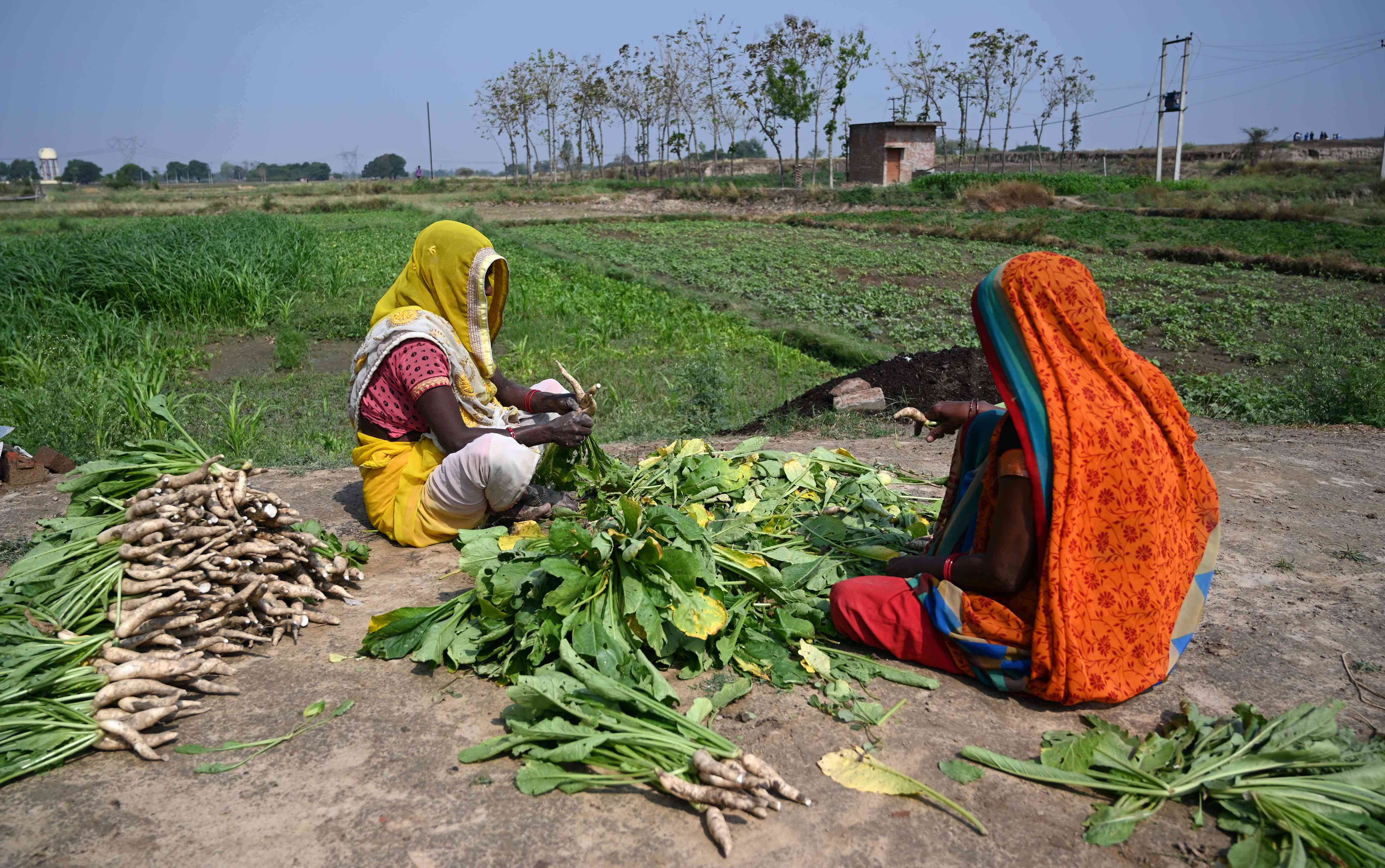 india_radishes