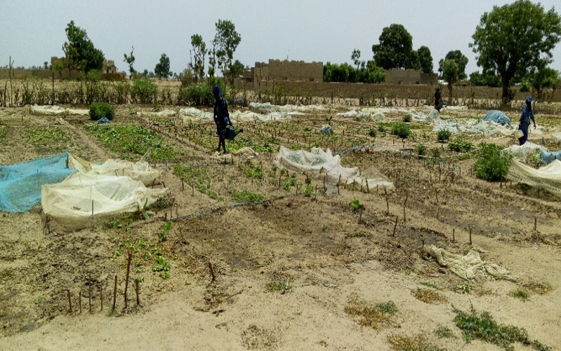 senegal_org