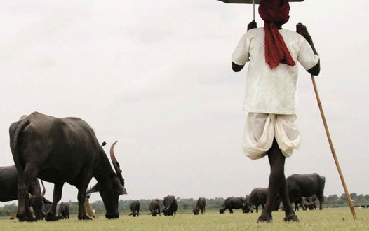 Can creation of a separate Indian Ministry of Animal Husbandry, Dairying, and Fisheries bring fresh momentum in growth?