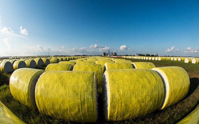 cotton_bales