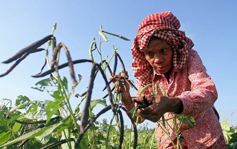 mung_beans_cambodia