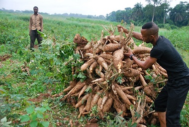 cassava_in_nigeria_hplus-380