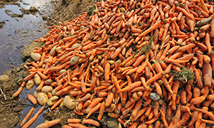 ifpri_events