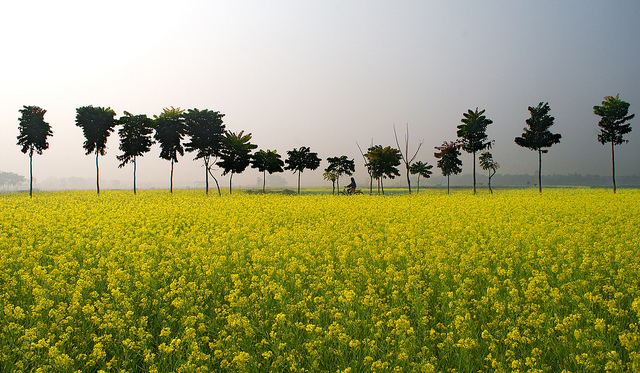 india_mustard