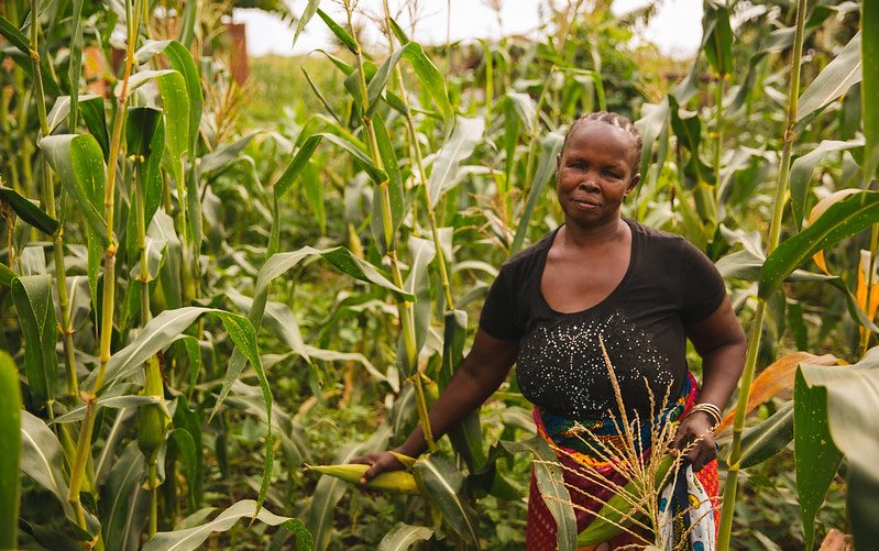 maize_tanzania