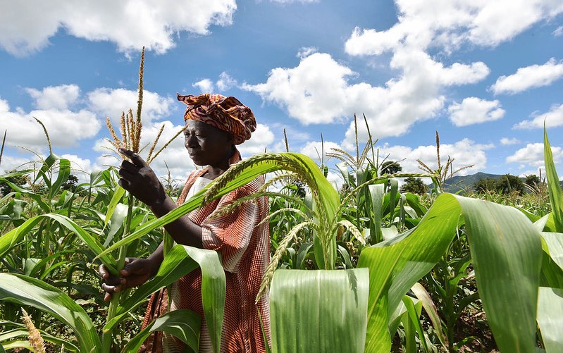 malawi_maize