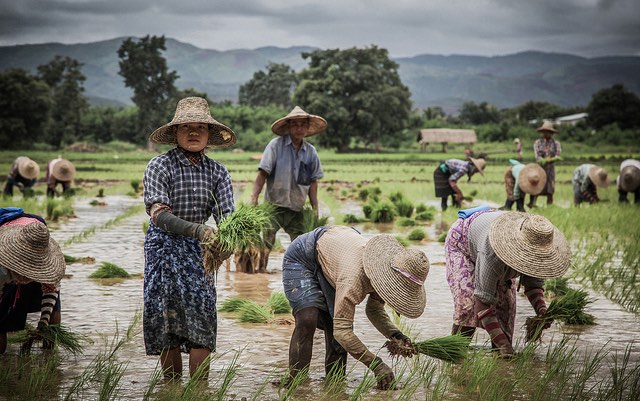 myanmar_paddy