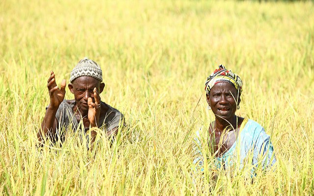 senegal_rice