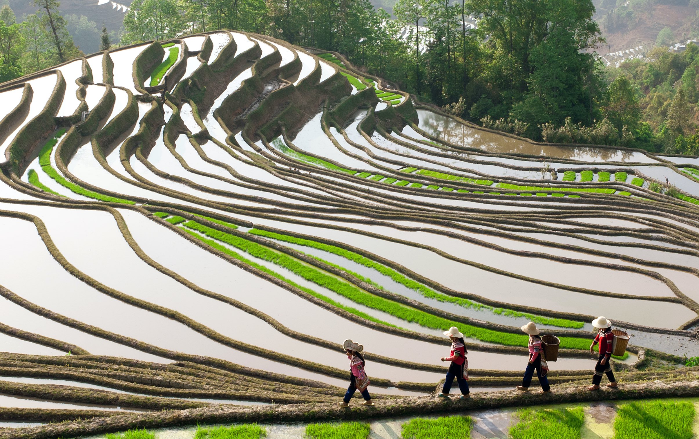 terraced_rice_china