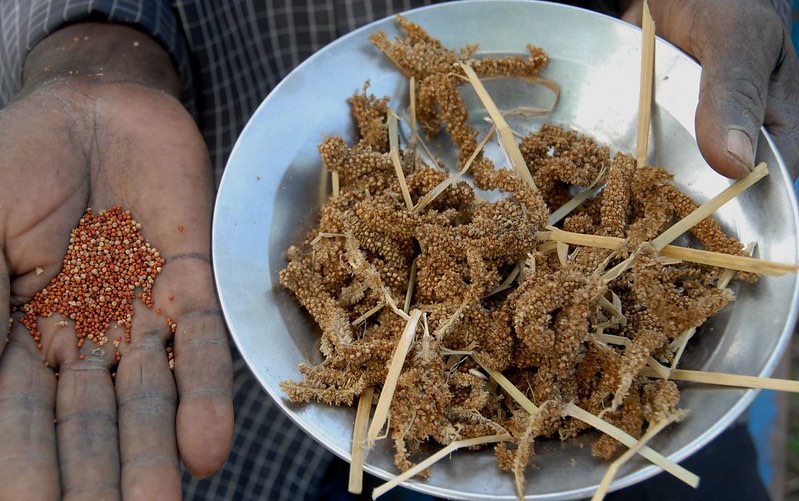finger_millet