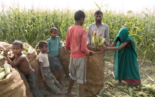 india_maize