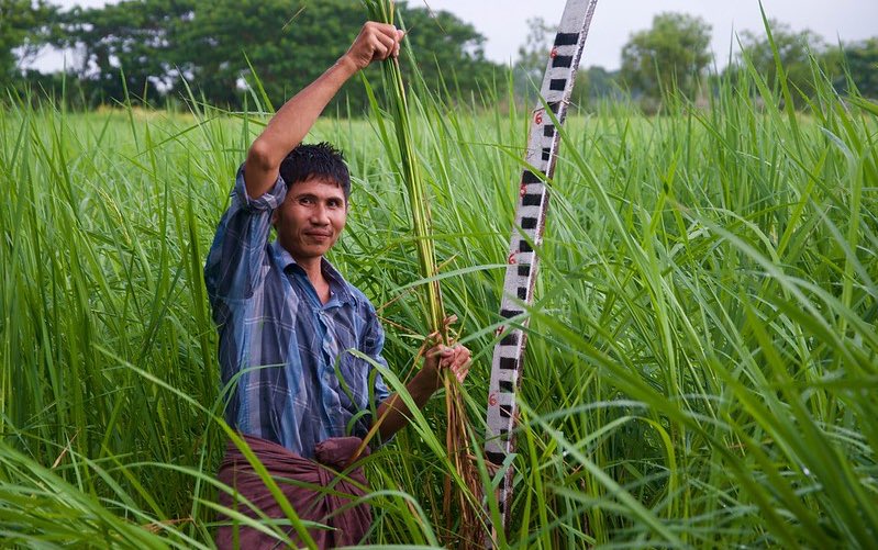 myanmar_rice