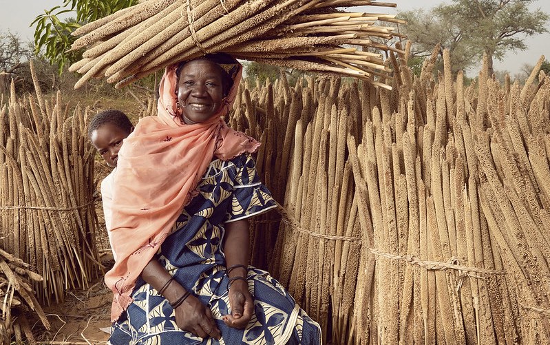 niger_millet