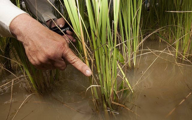 rice_pests