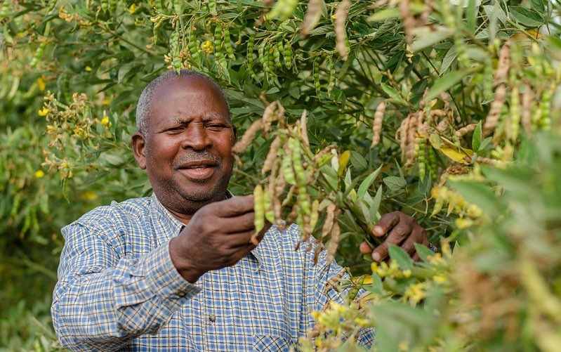 malawi_bean_farmer