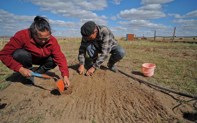 mongolia_fodder