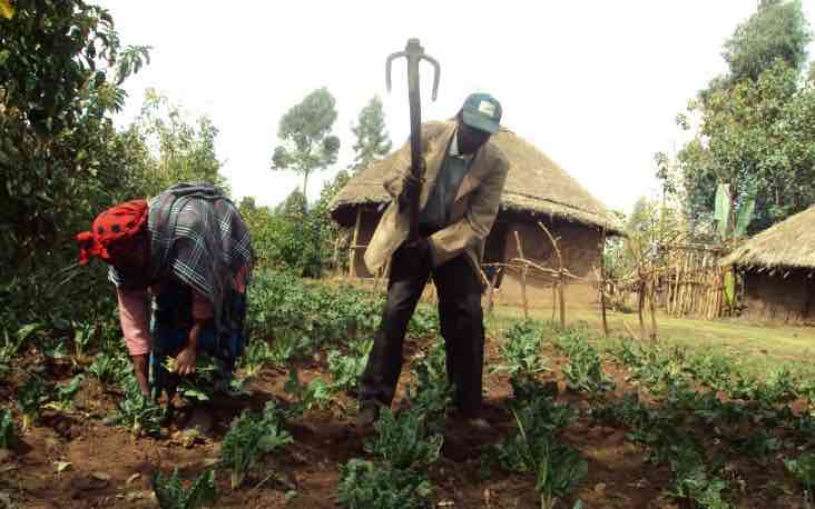 ethiopia_vegetable_gardening