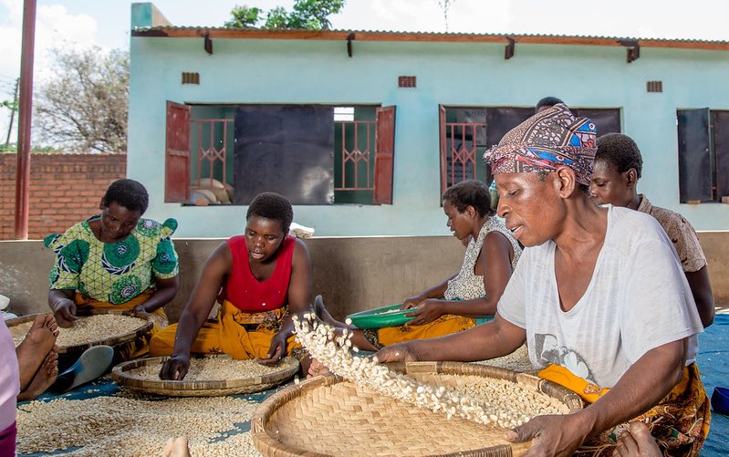 malawi_maize_sort