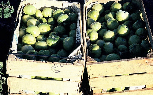 mexico_apples