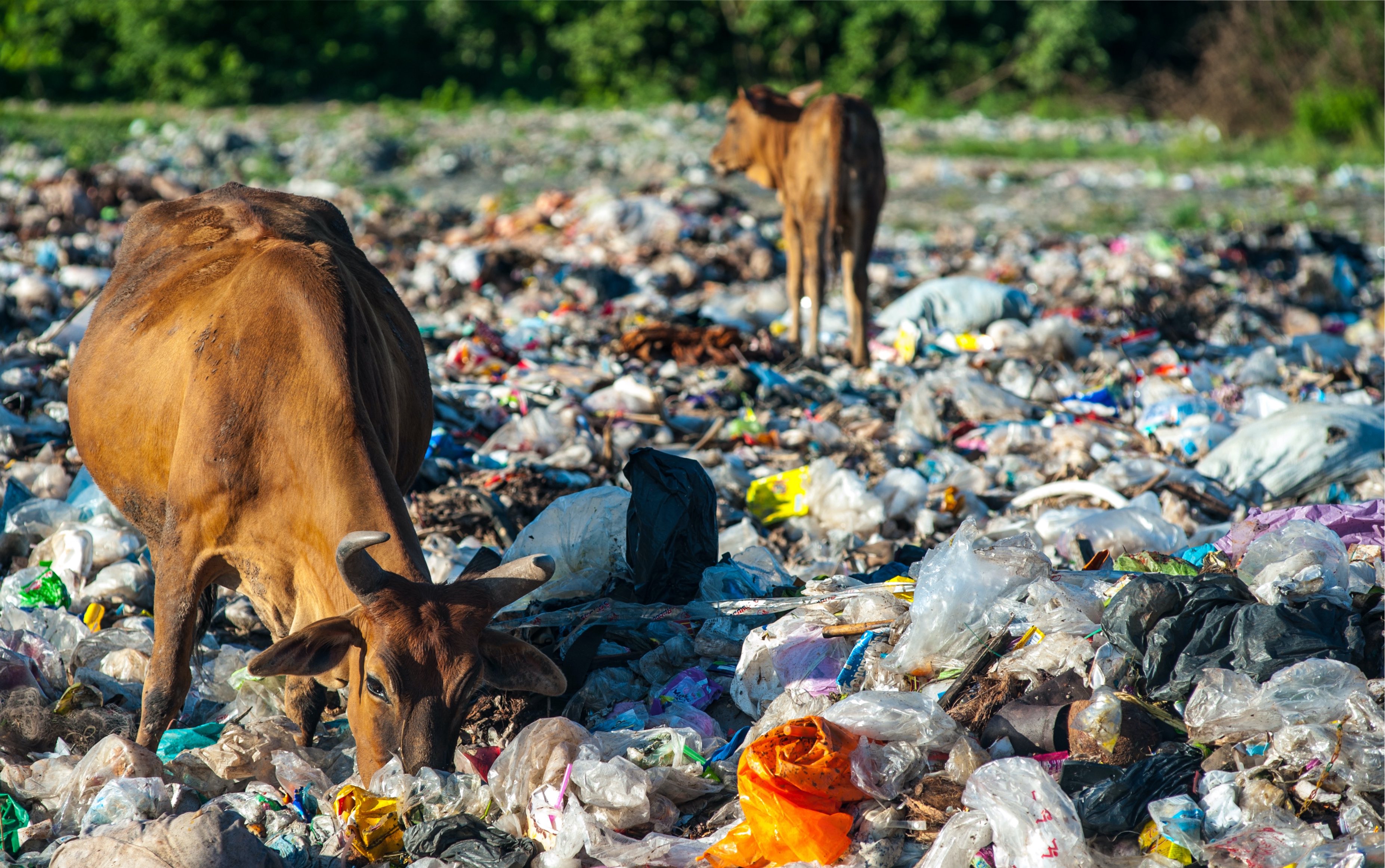 cows_plastic_bags