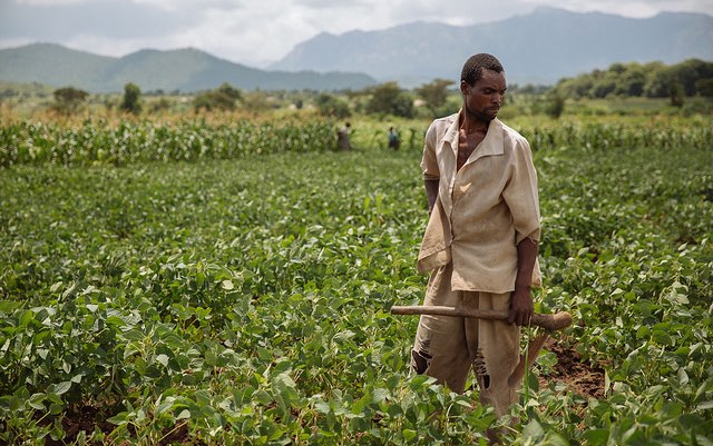 malawi_soy_farmer