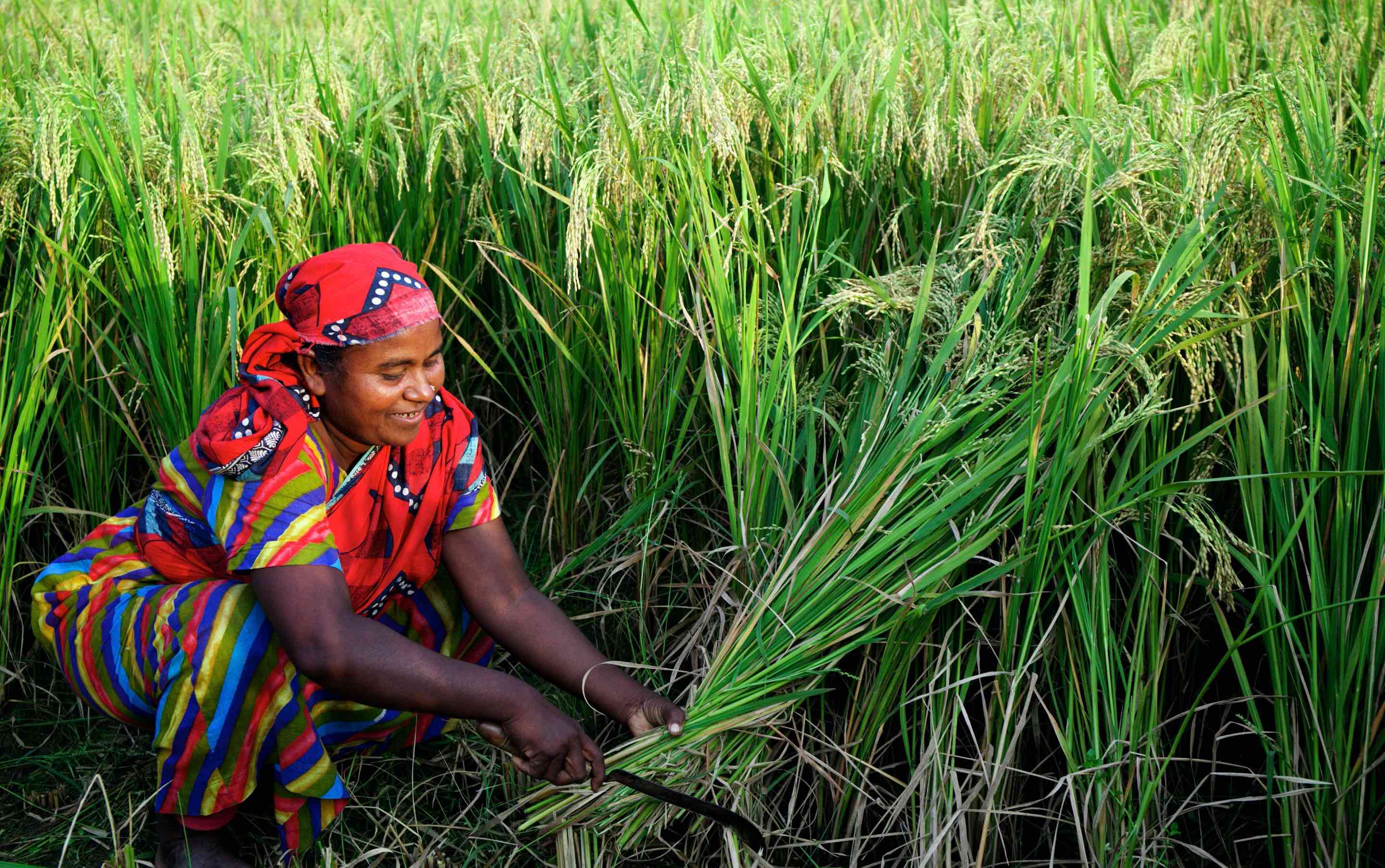 bangladesh_rice