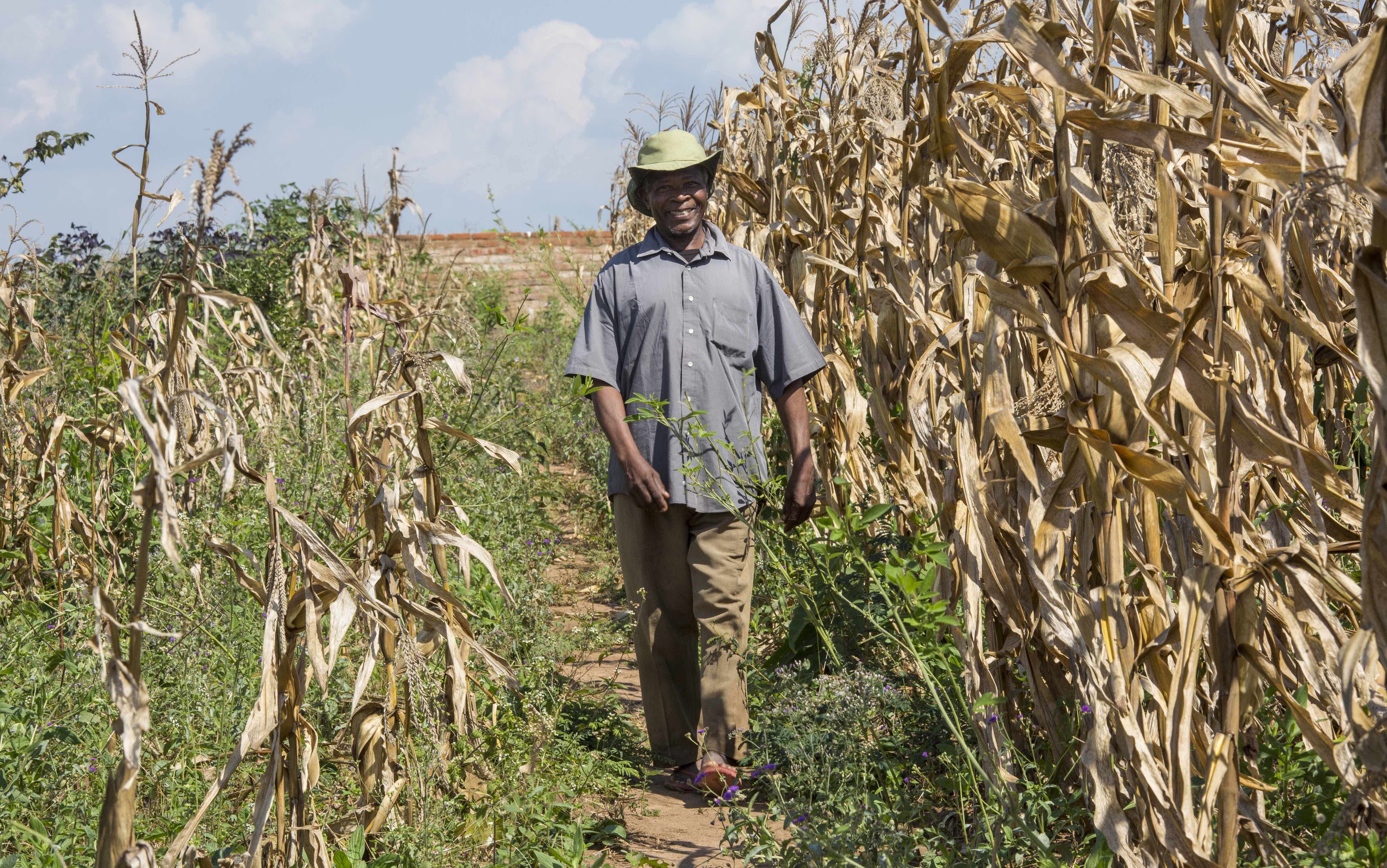 tanzania-pilot-maize-field