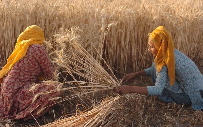 Varying impacts of COVID-19 lockdowns on farmer incomes: Evidence from India