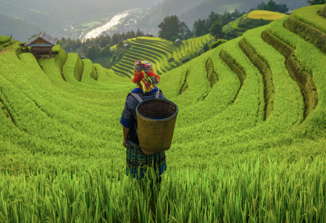 Farmer looks at terraced field