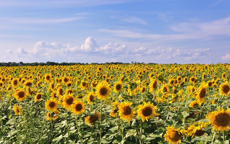 Sunflowers in Ukraine