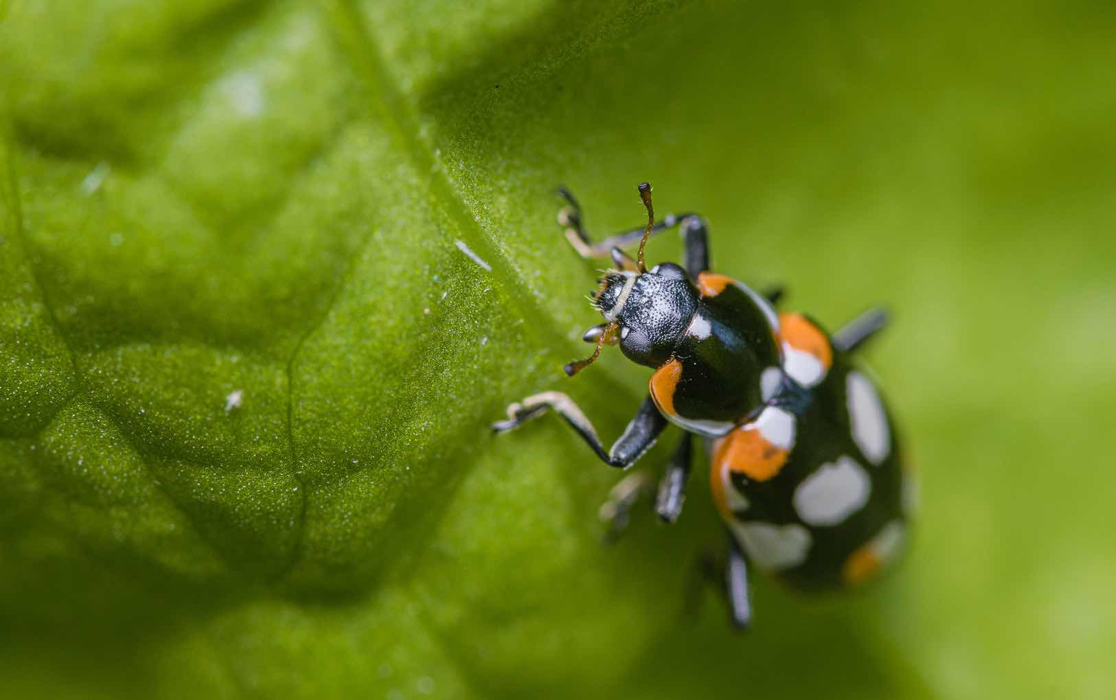 Eriopis connexa, a species of ladybird beetle used in biocontrol