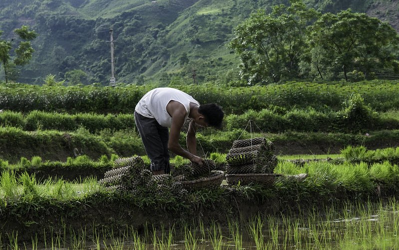 Man plants rice seedlings