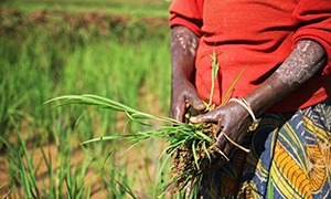 Food security in Least Developed Countries: a challenge for WTO