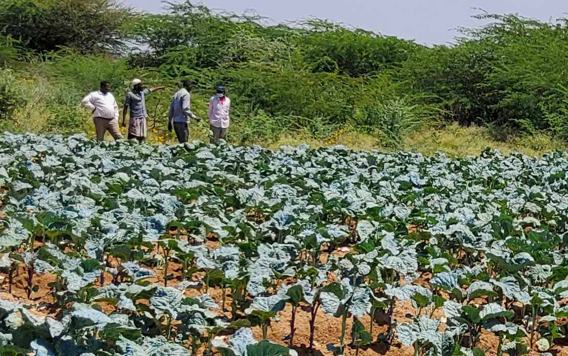 Four people standing at edge of field