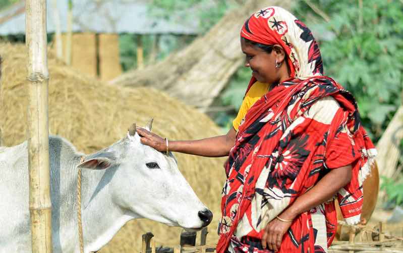 Woman pats head of cow