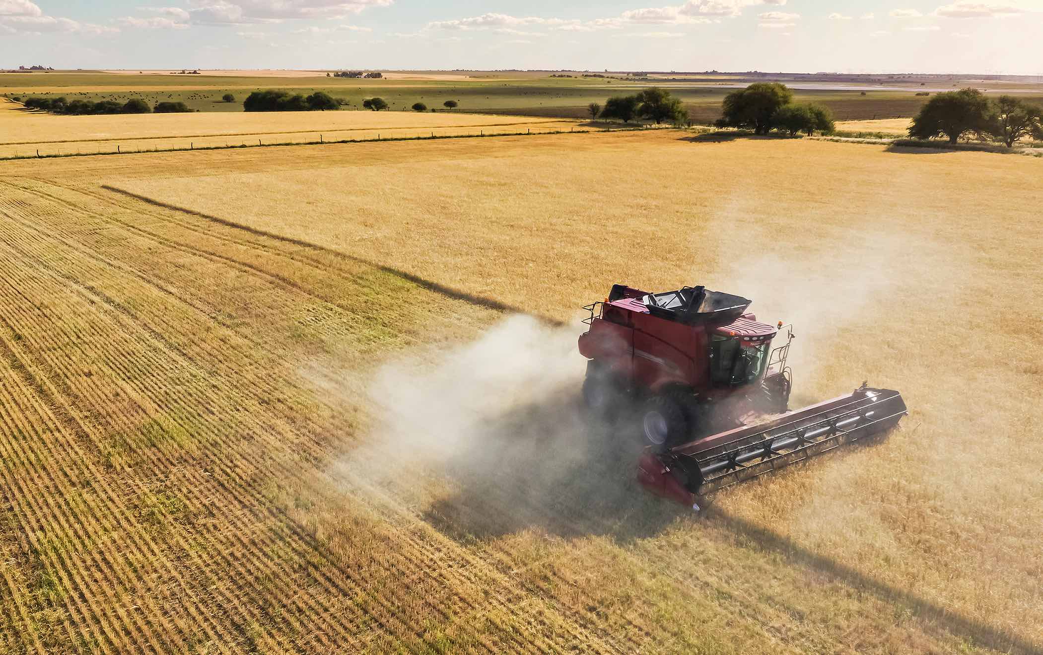 Wheat harvester in a field